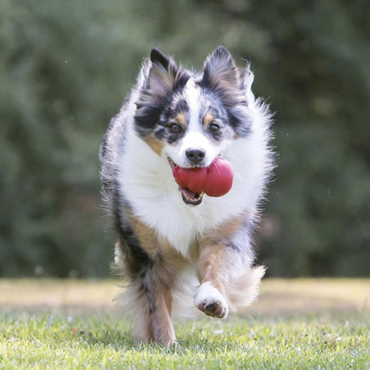  Classic Stuffable Dog Toy 🦴 – Wacky Bounce Fetch & Chew Fun! – Fill with Treats for Extra Tail Wags 🐾 – Super Tough Natural Rubber – Perfect for Medium Pups